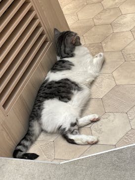 猫カフェモカ　イオンモール幕張新都心店に投稿された画像（2023/6/27）