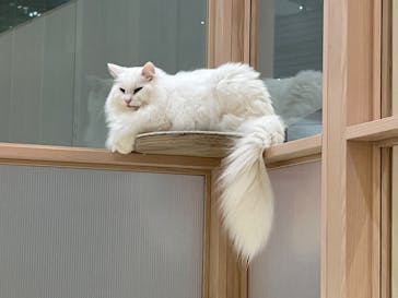 猫カフェモカ　イオンモール幕張新都心店に投稿された画像（2023/6/27）