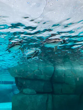 天王寺動物園に投稿された画像（2023/6/27）