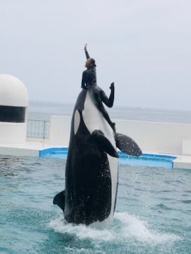 鴨川シーワールドに投稿された画像（2023/6/28）