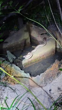 西表島 ADVENTURE PiPi（アドベンチャーピピ）に投稿された画像（2023/6/28）