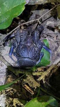 西表島 ADVENTURE PiPi（アドベンチャーピピ）に投稿された画像（2023/6/28）