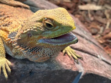 NARA KINGYO MUSEUMに投稿された画像（2023/6/28）