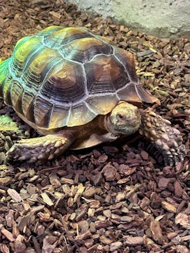 NARA KINGYO MUSEUMに投稿された画像（2023/6/28）