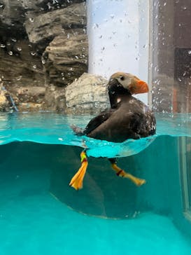 アクアワールド茨城県大洗水族館に投稿された画像（2023/6/28）