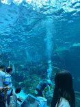 名古屋港水族館に投稿された画像（2023/6/28）
