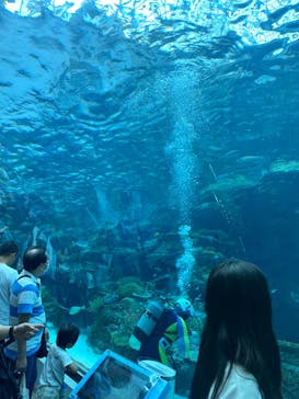 名古屋港水族館に投稿された画像（2023/6/28）