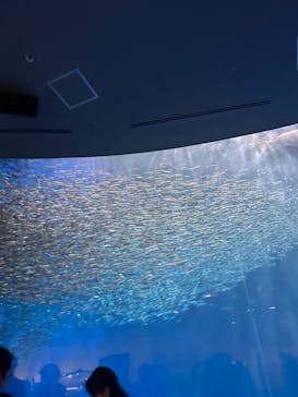 名古屋港水族館に投稿された画像（2023/6/28）