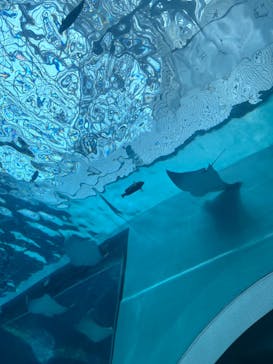 名古屋港水族館に投稿された画像（2023/6/28）