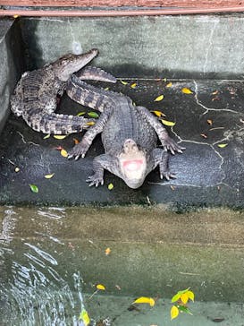 熱川バナナワニ園に投稿された画像（2023/6/28）