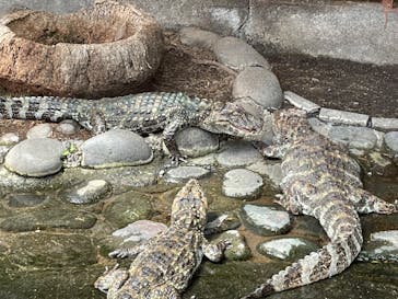 熱川バナナワニ園に投稿された画像（2023/6/28）