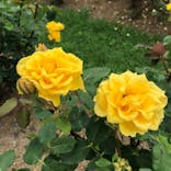 いばらきフラワーパークに投稿された画像（2023/6/28）