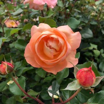 いばらきフラワーパークに投稿された画像（2023/6/28）