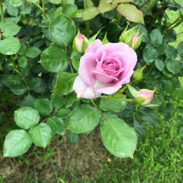 いばらきフラワーパークに投稿された画像（2023/6/28）