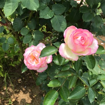 いばらきフラワーパークに投稿された画像（2023/6/28）