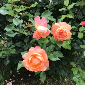 いばらきフラワーパークに投稿された画像（2023/6/28）