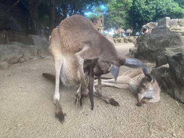 伊豆シャボテン動物公園に投稿された画像（2023/6/28）