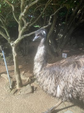 伊豆シャボテン動物公園に投稿された画像（2023/6/28）
