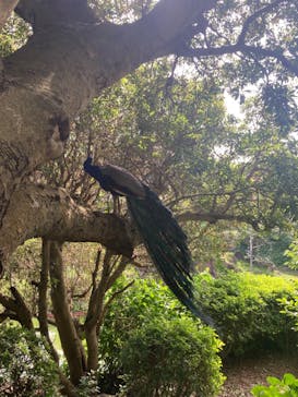 伊豆シャボテン動物公園に投稿された画像（2023/6/28）