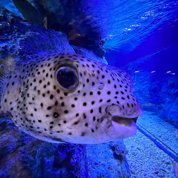 すみだ水族館に投稿された画像（2023/6/28）