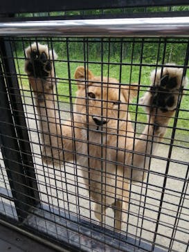 那須サファリパークに投稿された画像（2023/6/28）