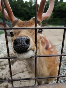 那須サファリパークに投稿された画像（2023/6/28）
