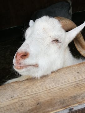 那須サファリパークに投稿された画像（2023/6/28）