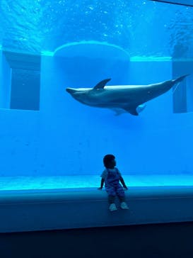 上越市立水族博物館 うみがたりに投稿された画像（2023/6/28）