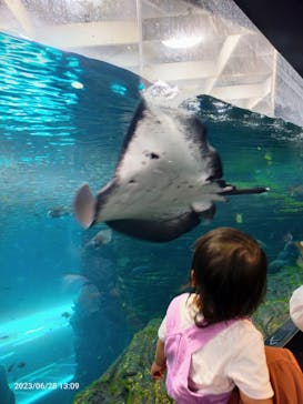 上越市立水族博物館 うみがたりに投稿された画像（2023/6/28）