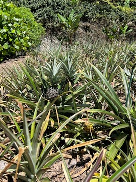 おきなわワールドに投稿された画像（2023/6/28）