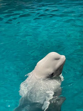 名古屋港水族館に投稿された画像（2023/6/28）