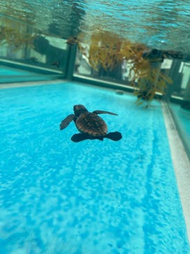 名古屋港水族館に投稿された画像（2023/6/28）