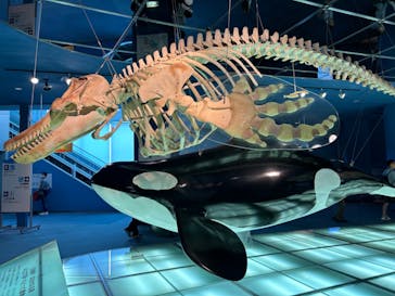 名古屋港水族館に投稿された画像（2023/6/29）