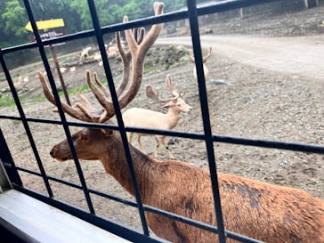 那須サファリパークに投稿された画像（2023/6/29）
