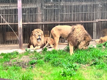 那須サファリパークに投稿された画像（2023/6/29）