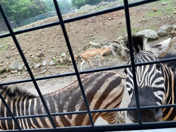 那須サファリパークに投稿された画像（2023/6/29）