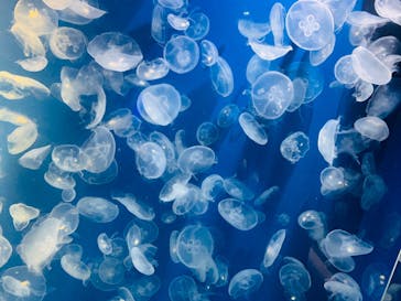 鴨川シーワールドに投稿された画像（2023/6/29）