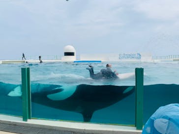 鴨川シーワールドに投稿された画像（2023/6/29）