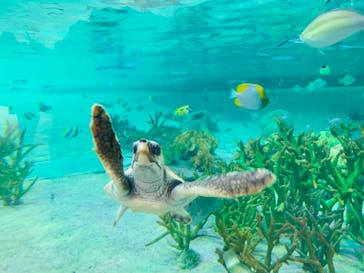 鴨川シーワールドに投稿された画像（2023/6/29）