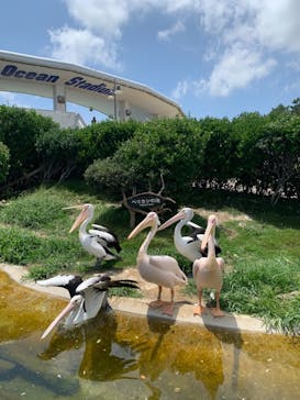 鴨川シーワールドに投稿された画像（2023/6/29）