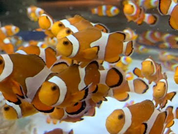 鴨川シーワールドに投稿された画像（2023/6/29）