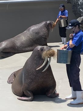 鴨川シーワールドに投稿された画像（2023/6/29）