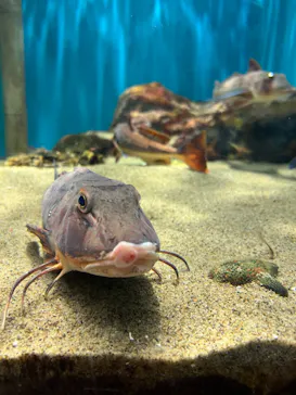 仙台うみの杜水族館に投稿された画像（2023/6/29）