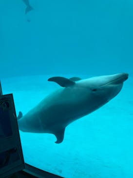 名古屋港水族館に投稿された画像（2023/6/29）