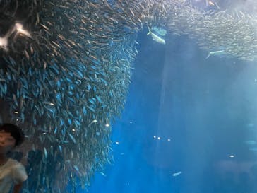 名古屋港水族館に投稿された画像（2023/6/29）