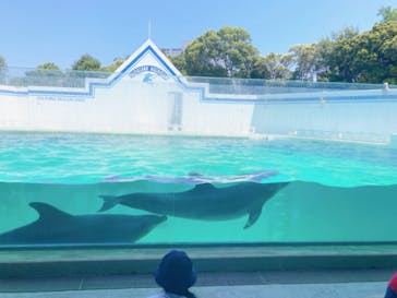しながわ水族館に投稿された画像（2023/6/30）