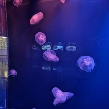 登別マリンパークニクスに投稿された画像（2023/6/30）