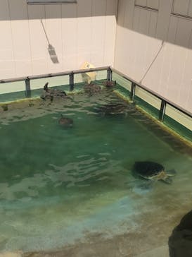 新江ノ島水族館に投稿された画像（2023/6/30）