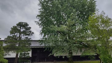 元離宮二条城に投稿された画像（2023/6/30）