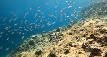 武藤潜水に投稿された画像（2023/6/30）
